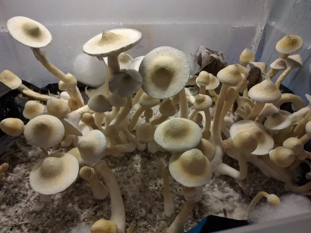 psilocybin-mushroom-spores-